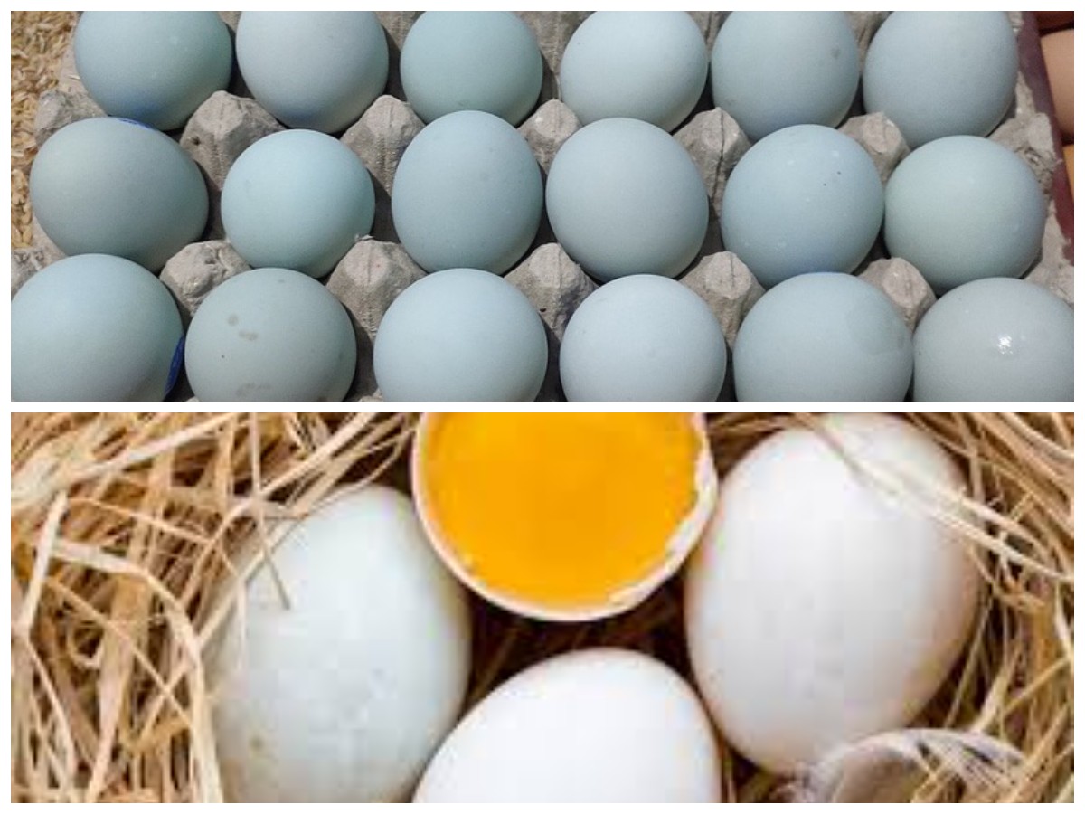 Menggali 11 Manfaat Baik Telur Bebek untuk Kesehatan 
