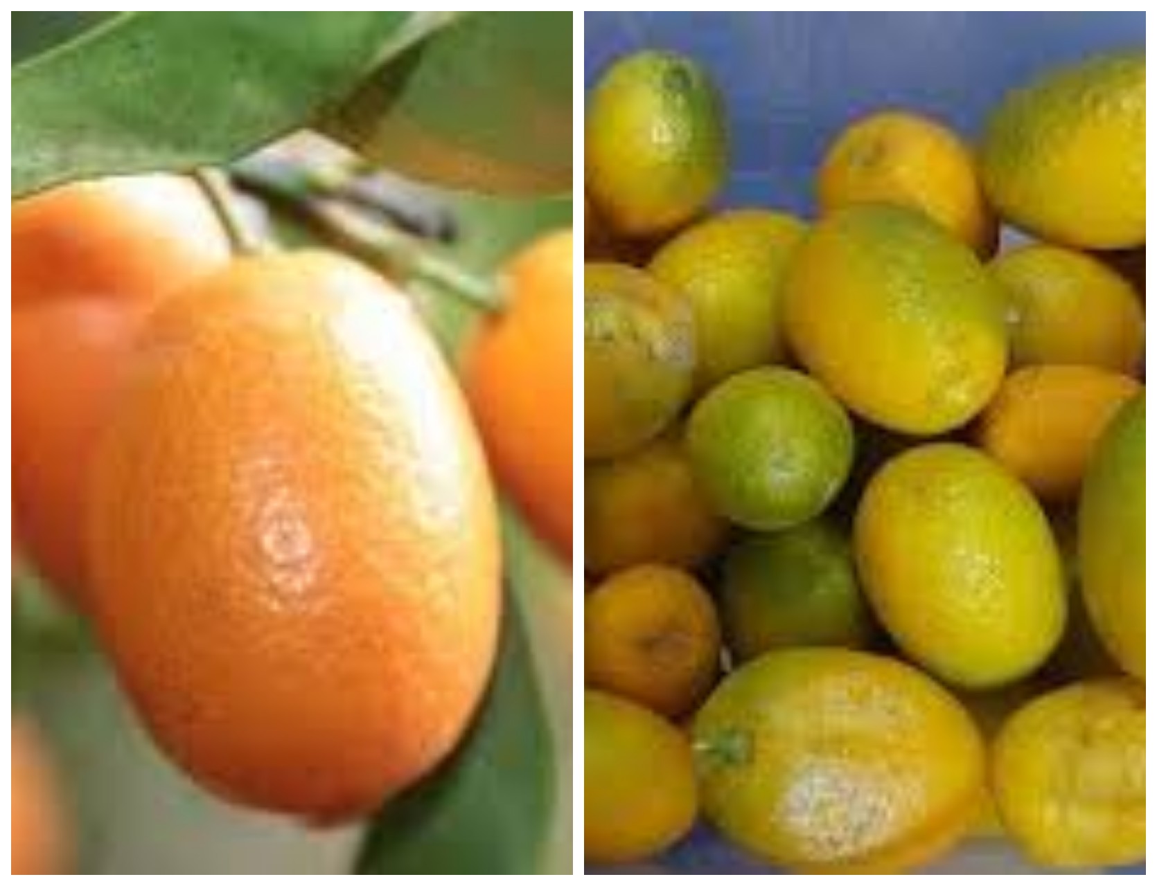 Jeruk Kimkit, Buah Kecil yang Kaya Nutrisi