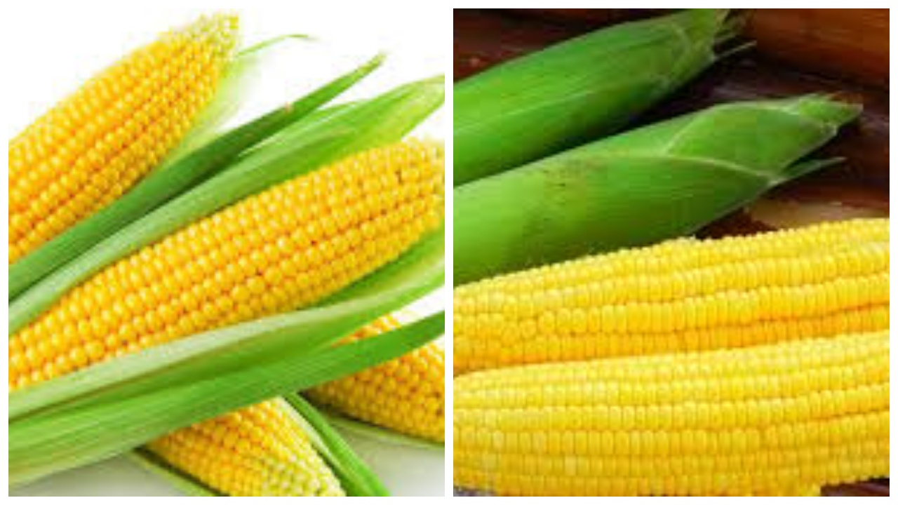 Simak Sekarang Juga: 6 Manfaat Jagung bagi Kesehatan Tubuh