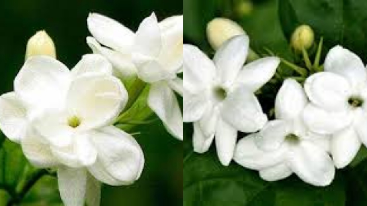 Jarang Diketahui Inilah 8 Manfaat Bunga Melati Untuk Kesehatan Tubuh Yang Menarik!