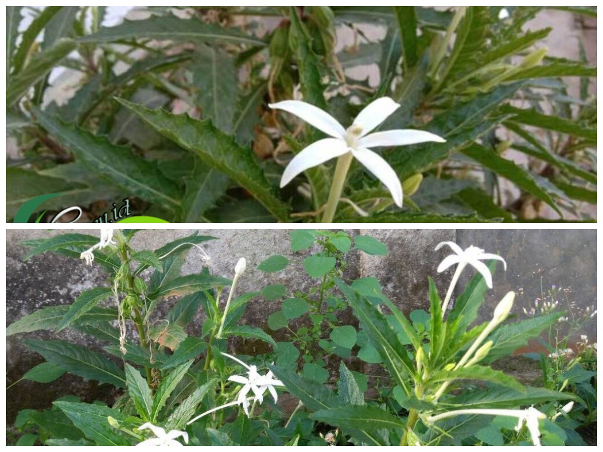 Manfaat Kitolod: Tanaman Liar Sarat Khasiat yang Baik untuk Kesehatan Tubuh!