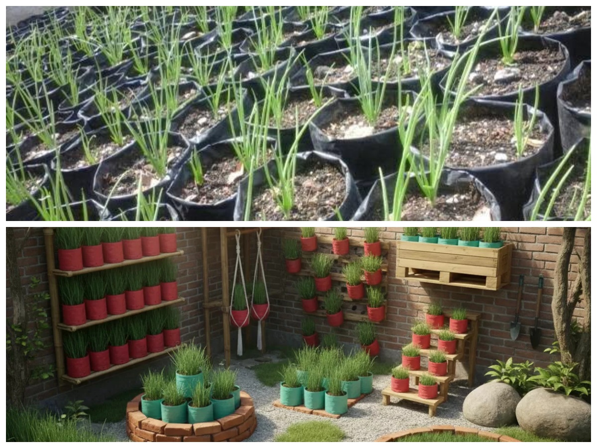 Sulap Pekarangan Jadi Produktif! 8 Ide Kebun Bawang Merah Pakai Bata dan Polybag