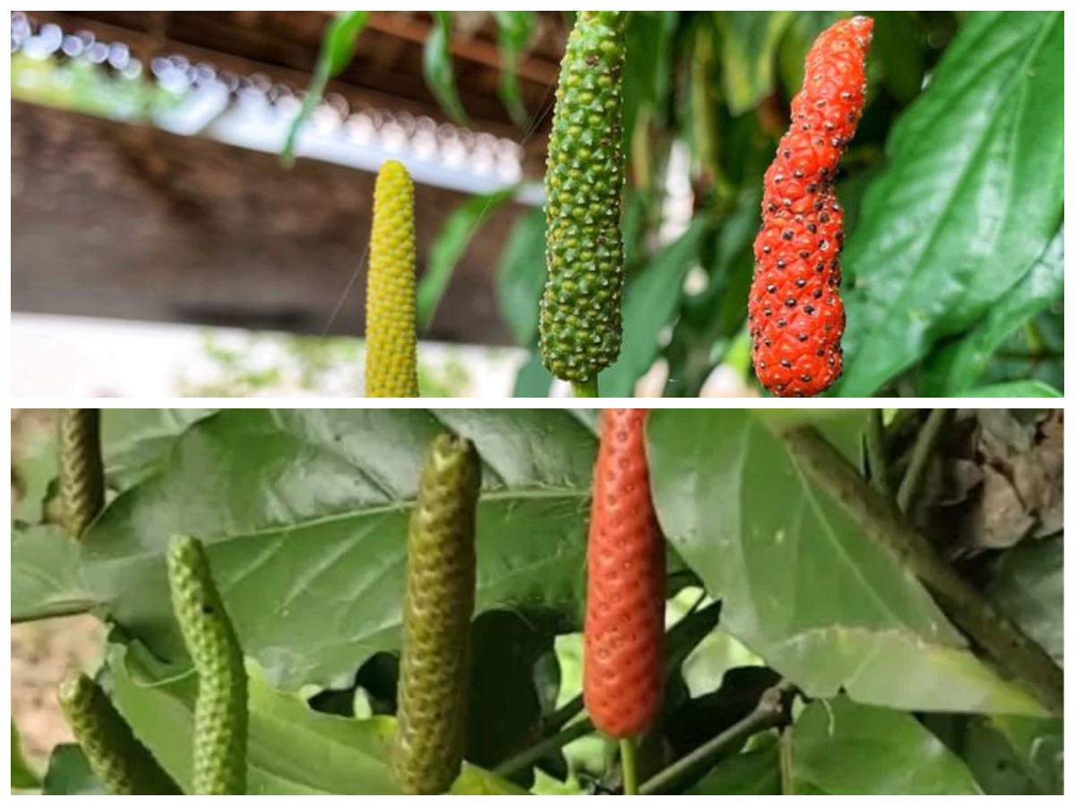 Tak Hanya Pedas! Ini 11 Manfaat Cabe Jawa bagi Kesehatan Tubuh dan Program Dietmu!