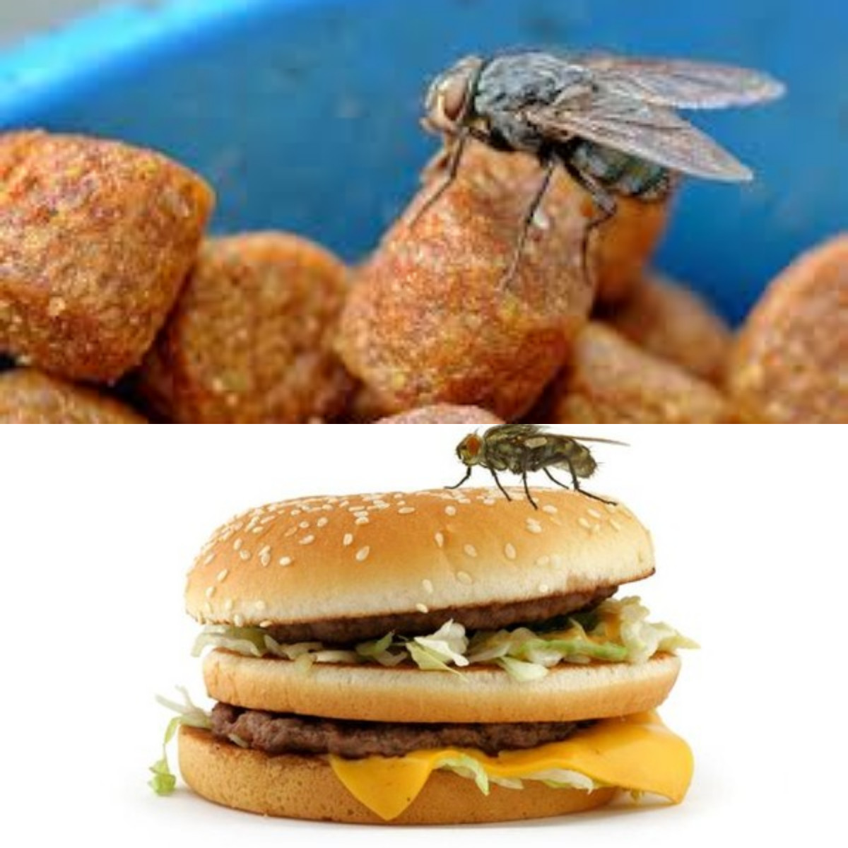  Ini Alasan Mengapa Telur Lalat di Makanan Berbahaya!