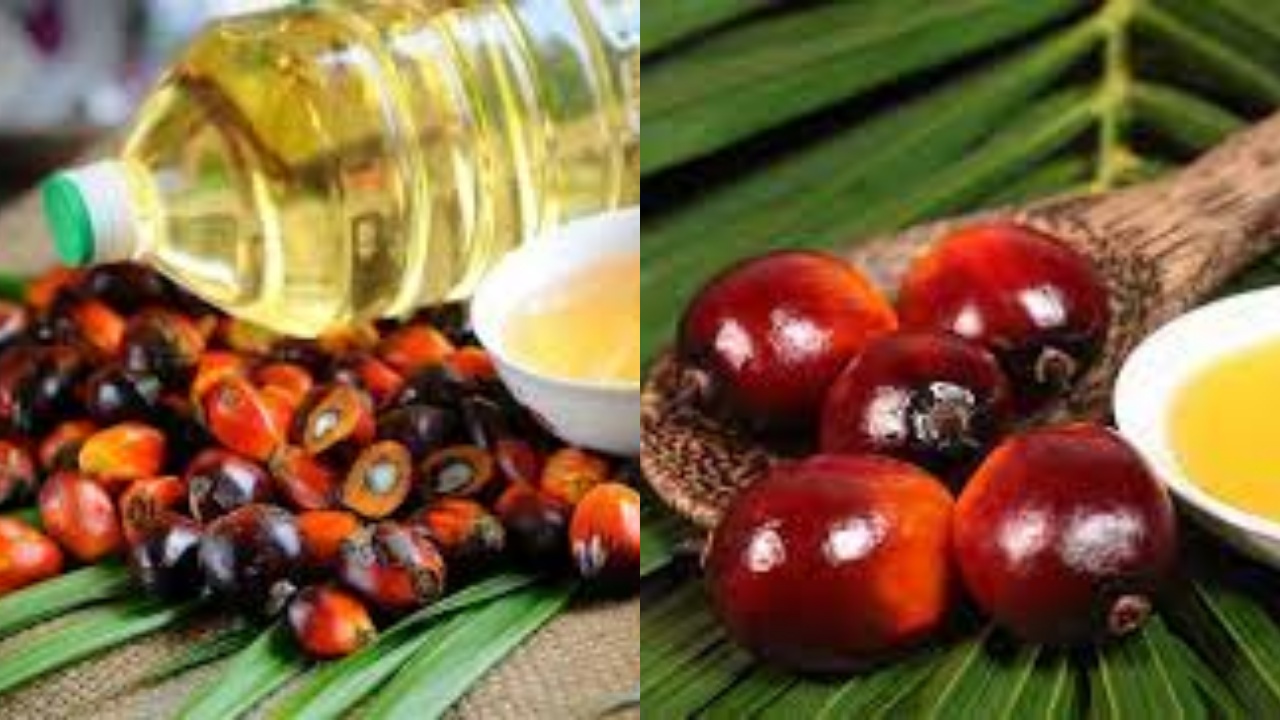 Yuk Intip! 10 Manfaat Kelapa Sawit dan Risikonya Terhadap Kesehatan Yang Harus Kamu Tahu