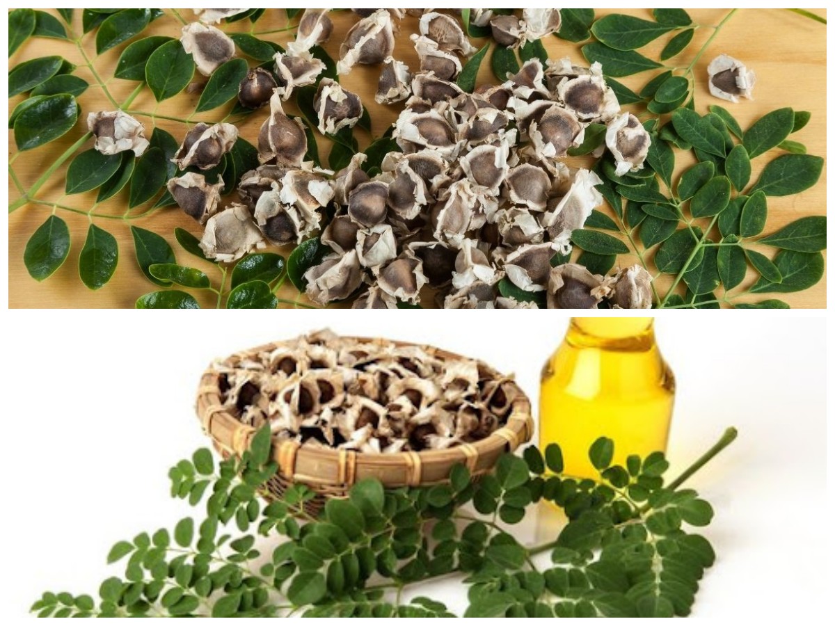 Biji Kelor, Si Kecil Penuh Khasiat: Superfood Alami untuk Menjaga Kesehatan dan Vitalitas