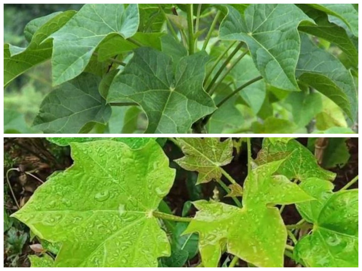 Bukan Sembarang Tanaman, Ini 6 Khasiat Daun Jarak yang Menakjubkan bagi Tubuhmu