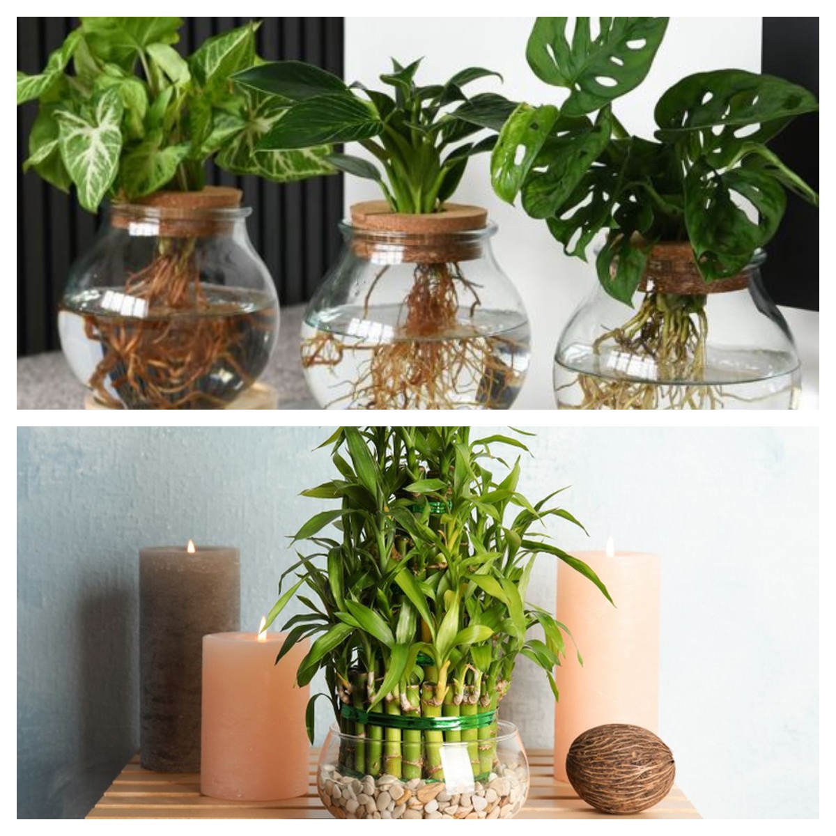 Tanaman Hias Hidroponik Jadi Tren Dekor Rumah 2026: Ini Rekomendasi yang Paling Estetik dan Mudah Dirawat