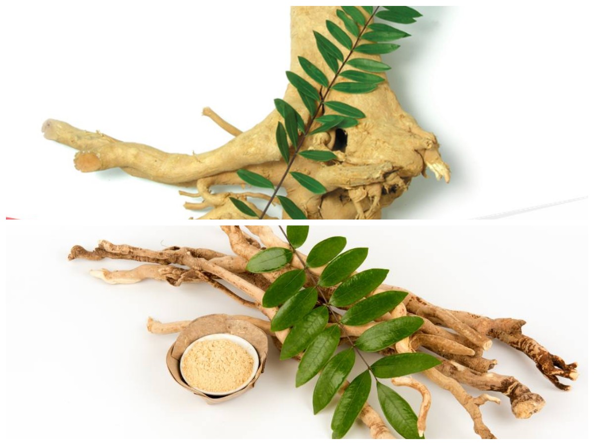 Rahasia Khasiat Pasak Bumi: Manfaat Buahnya yang Luar Biasa untuk Kesehatan Tubuh!