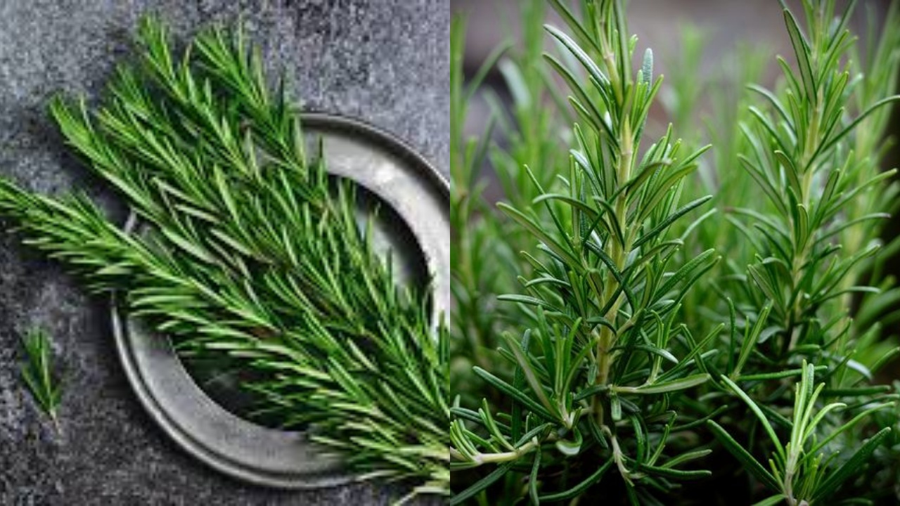 Rosemary: Si Herbal Aromatik Dengan Segudang Manfaat Kesehatan