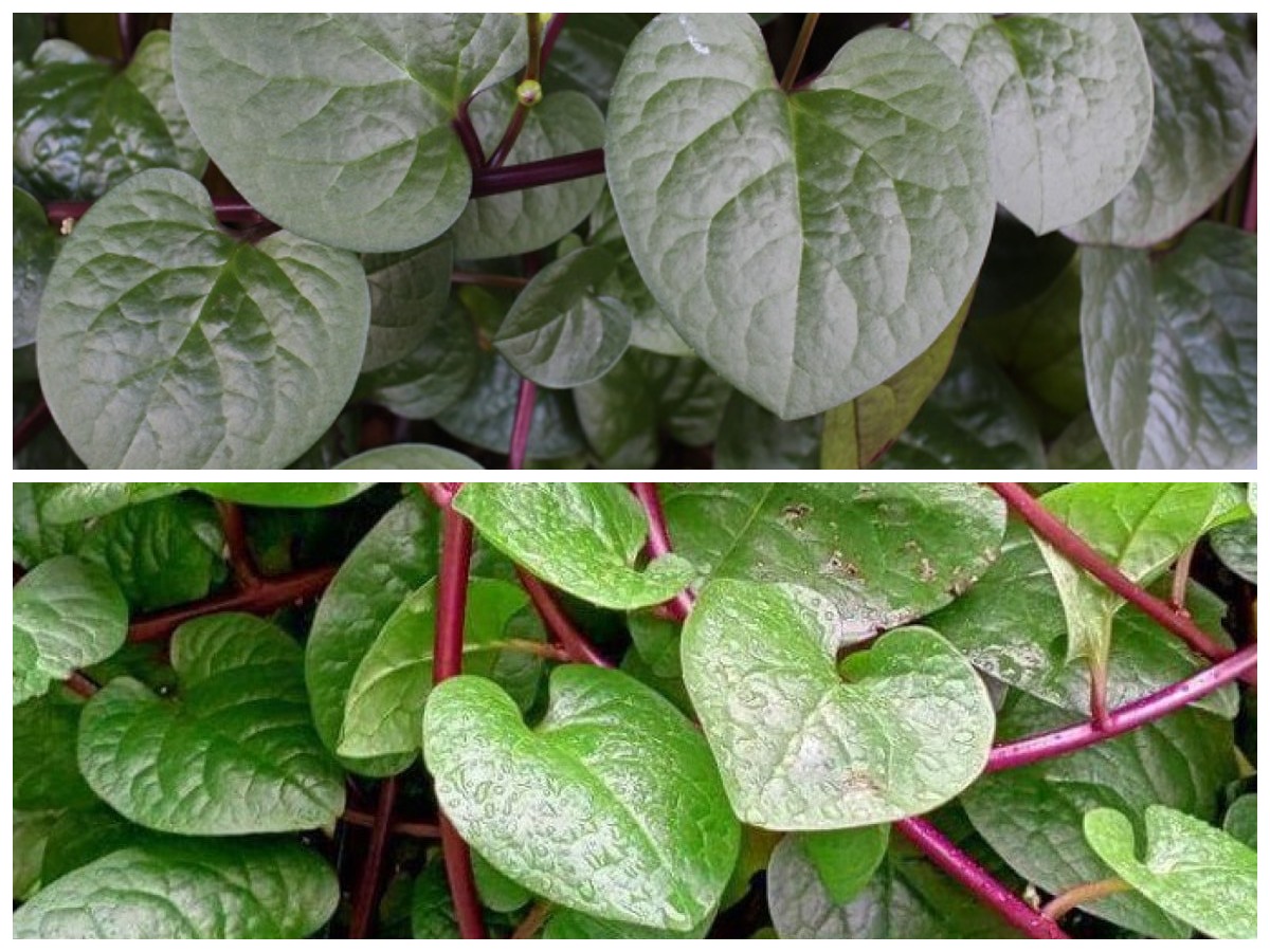 Rahasia Herbal Alami: Segudang Manfaat Daun Binahong untuk Menjaga Kesehatan Tubuh!