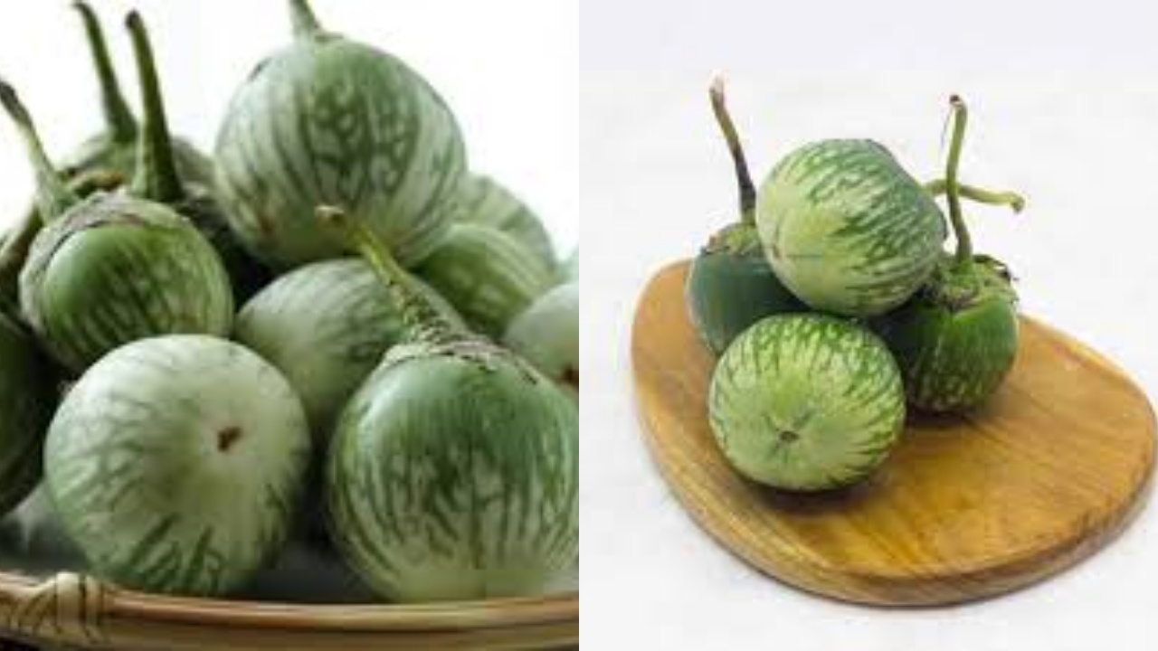 Kamu Harus Tahu Ini Manfaat Terong Bulat Untuk Kesehatan Otak dan Tubuh!