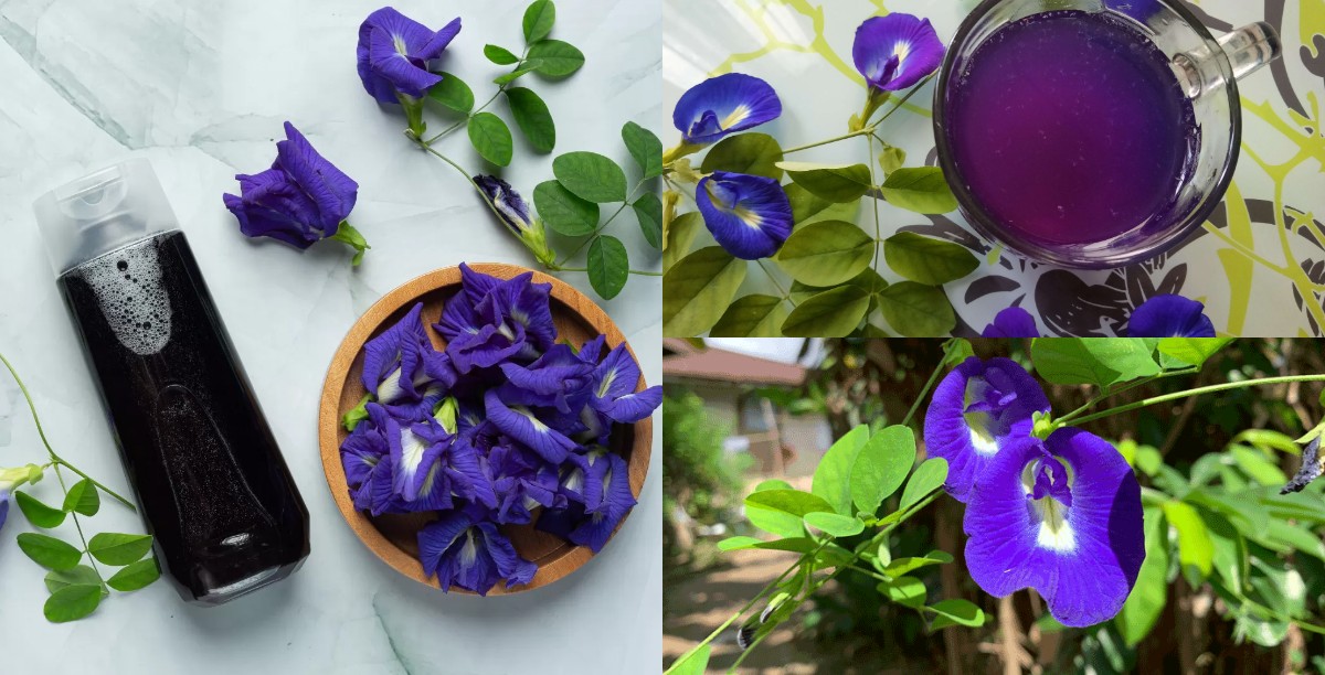 Manfaat Bunga Telang untuk Kesehatan, dari Kulit hingga Pernapasan