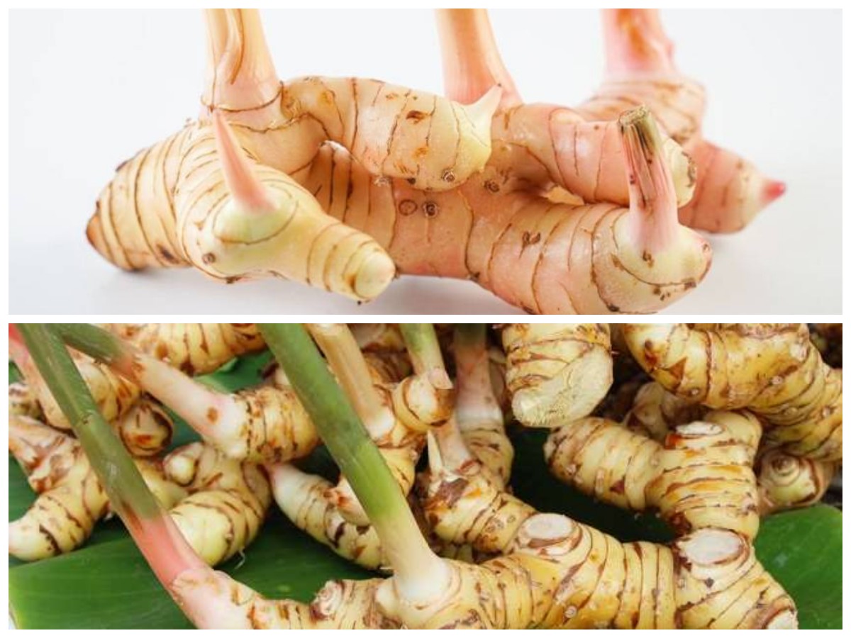 Rahasia Sehat dari Dapur: 5 Khasiat Lengkuas yang Luar Biasa untuk Tubuh