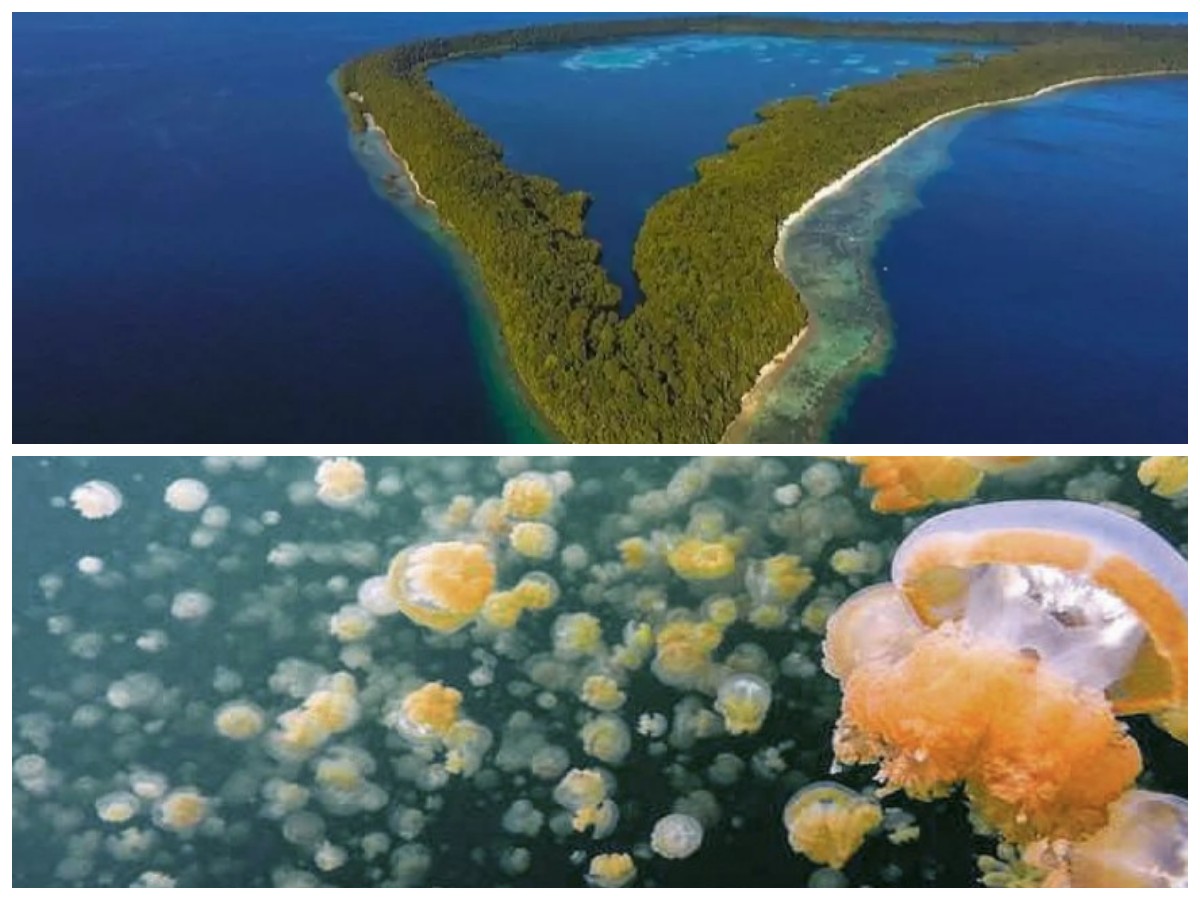 Sejarah Danau Kakaban: Evolusi Alami Ubur-Ubur Tak Menyengat di Surga Tersembunyi Kalimantan Timur