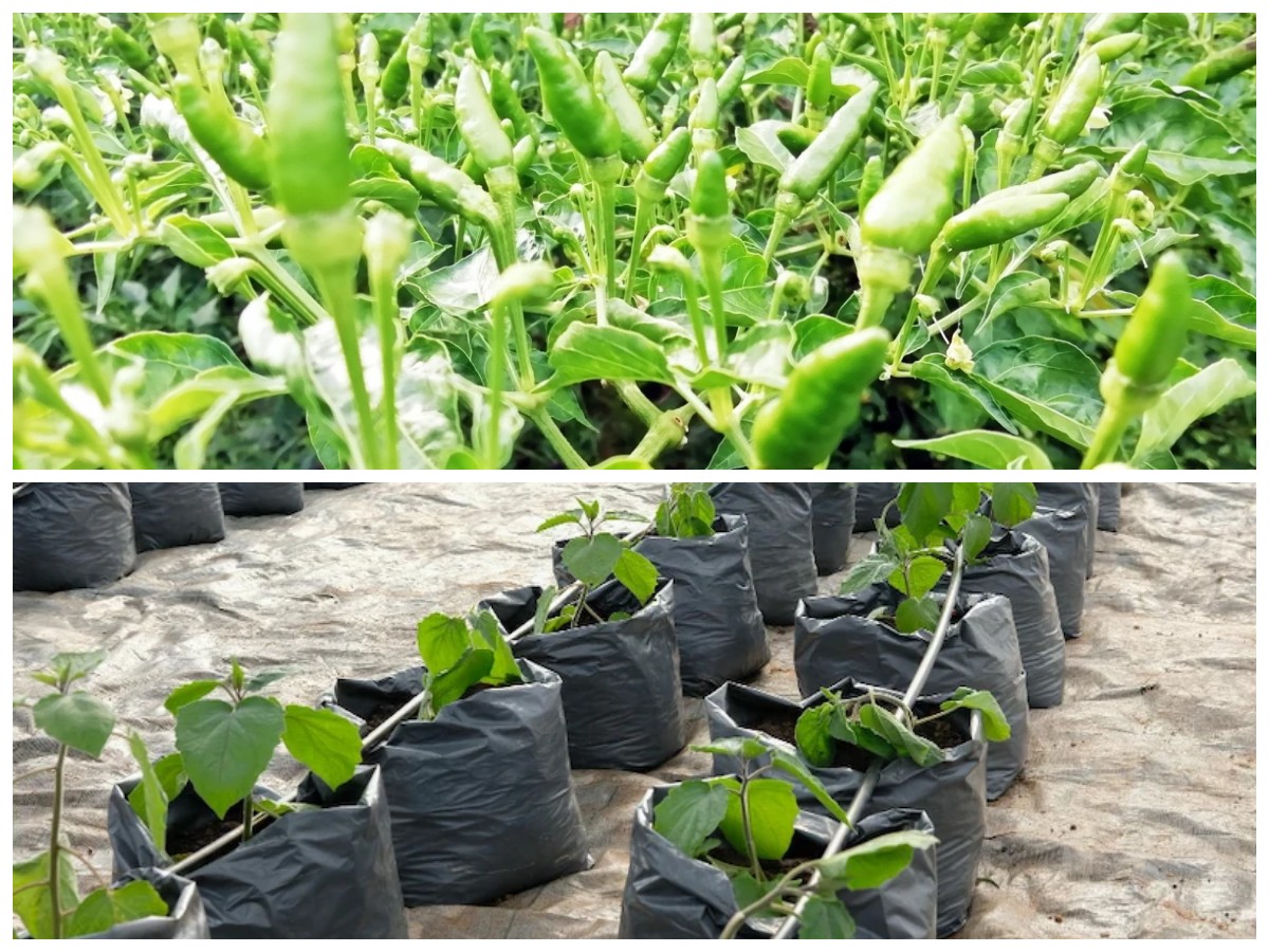 Anti Gagal! Tips Menanam Cabai Rawit Hijau di Polybag untuk Hasil Panen Maksimal