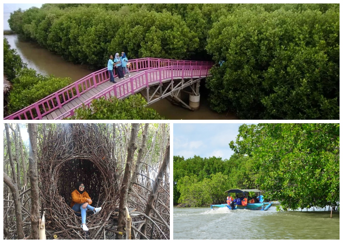 Wajib Tahu! Melihat Pesona Hutan Mangrove Brebes Pandansari Tempat Ideal untuk Healing