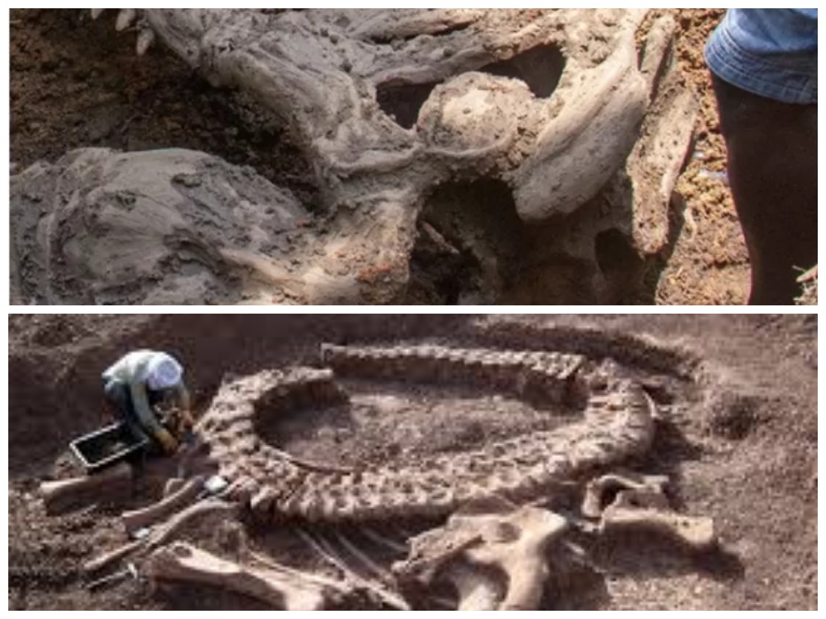 Menelusuri Jejak Dinosaurus: Penemuan Fosil Raksasa di Argentina yang Menguak Sejarah Purba