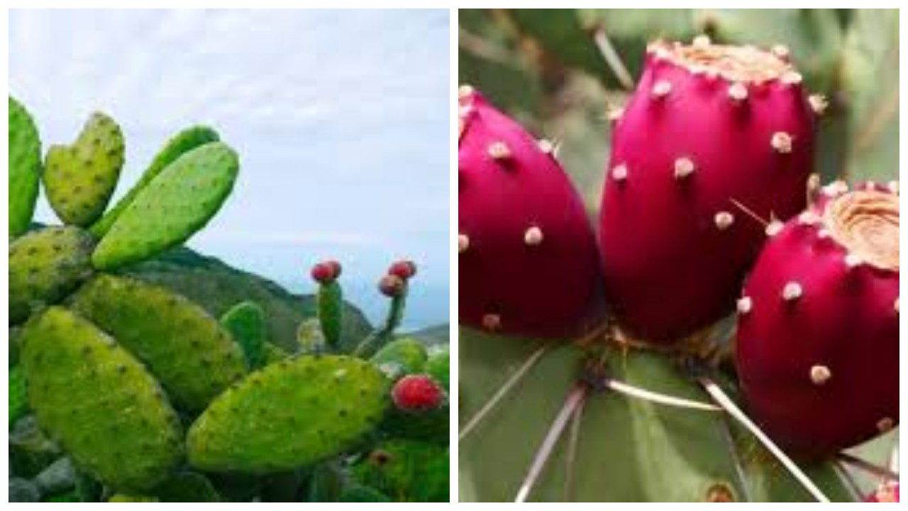 Kaktus, Pelajari Nutrisi dan Keuntungannya bagi Kesehatan