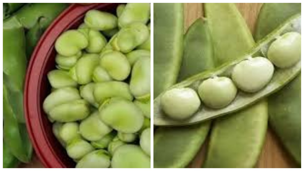 Kacang Koro, Ini Dia 6 Manfaat untuk Kesehatan Tubuh