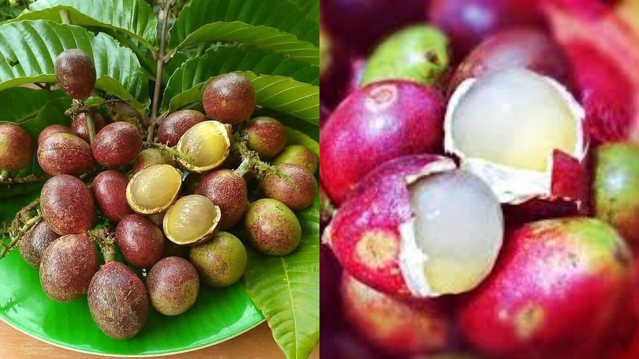Yuk Intip! Sebuah Manfaat Buah Matoa yang Perlu Diketahui