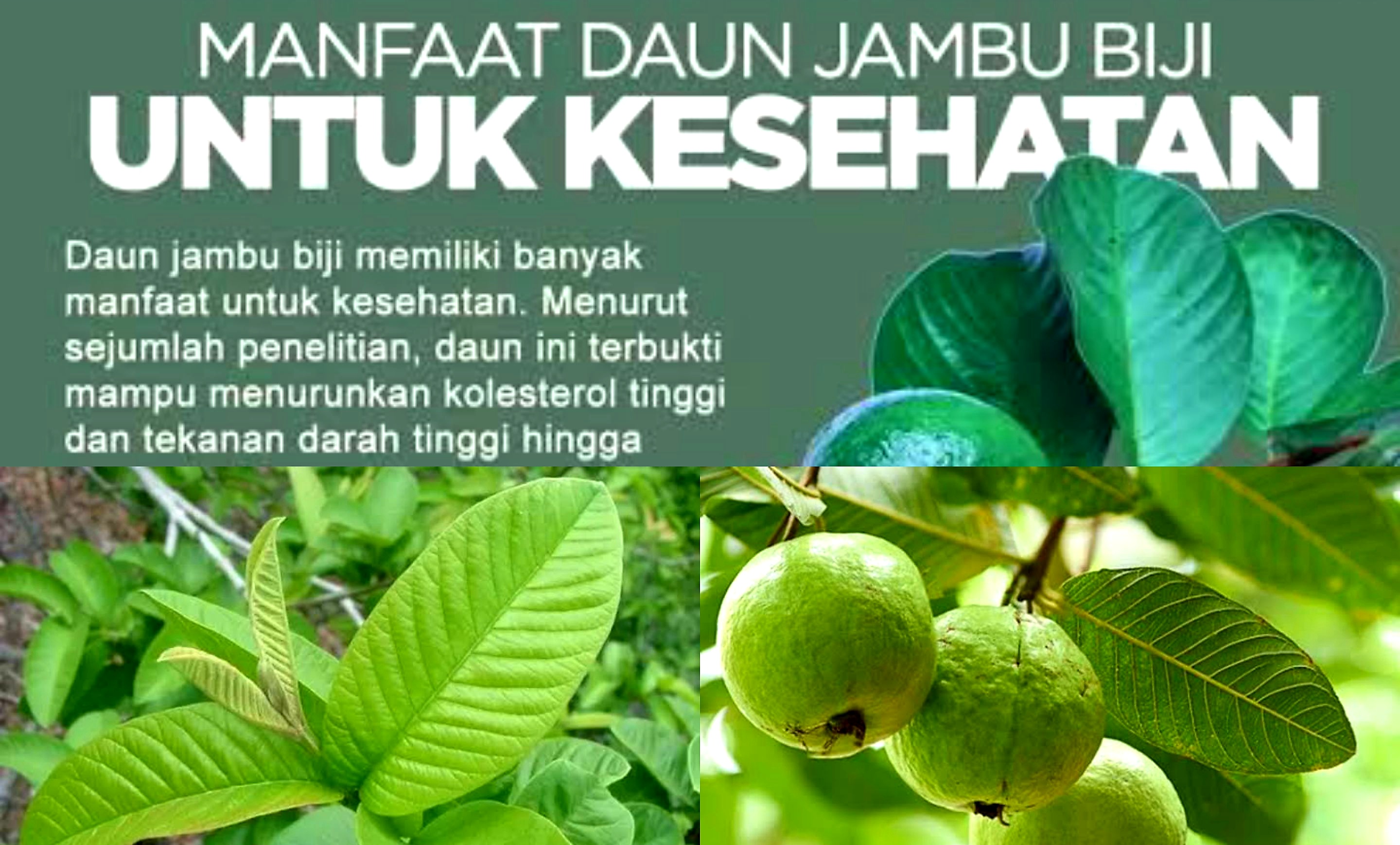 Segudang Manfaat Baik Daun Jambu Biji dan Cara Memanfaatkannya