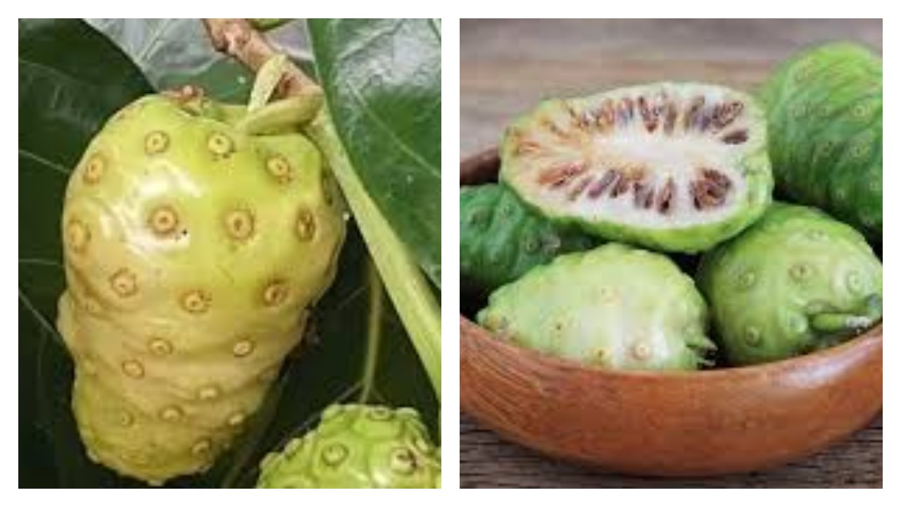 7 Kegunaan Buah Mengkudu untuk Kesehatan