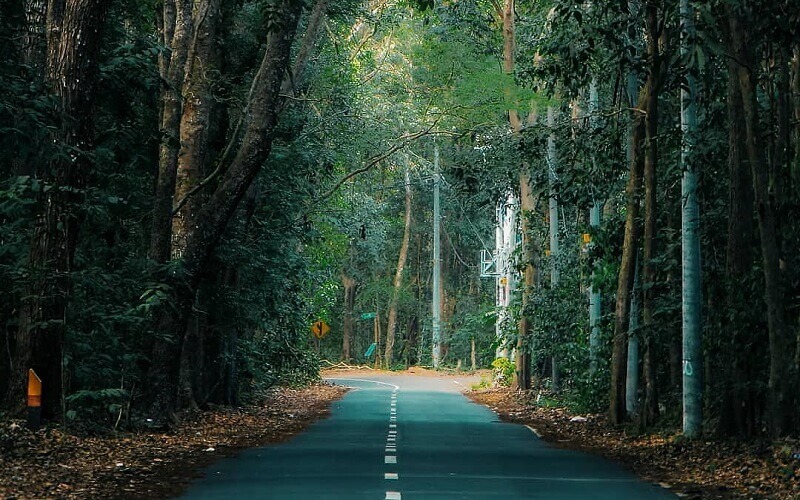 Bikin Merinding, 4 Hutan Terangker di Indonesia, Mau Uji Nyali?