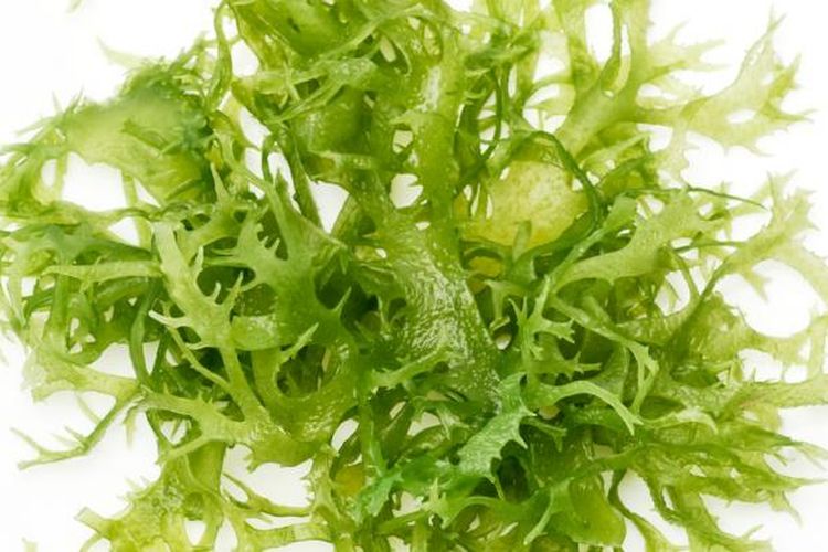 5 Manfaat Rumput Laut yang Sehat Untuk Tubuh!