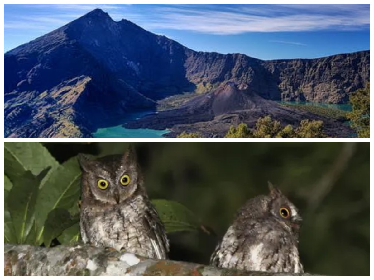 Spesies Langka yang Hampir Punah: Fakta Menarik tentang Keanekaragaman Hayati Gunung Rinjani