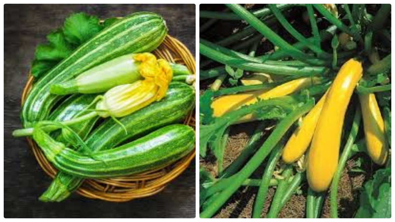5 Khasiat Utama Zucchini yang Mirip Timun !