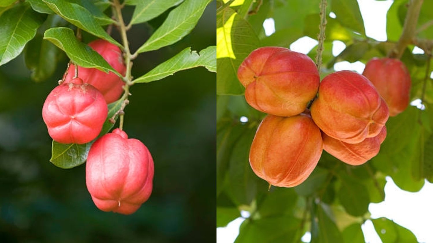 Kaya Vitamin dan Mineral Inilah Manfaat Dari Buah Ackee Yang Harus Kalian Tahu! 