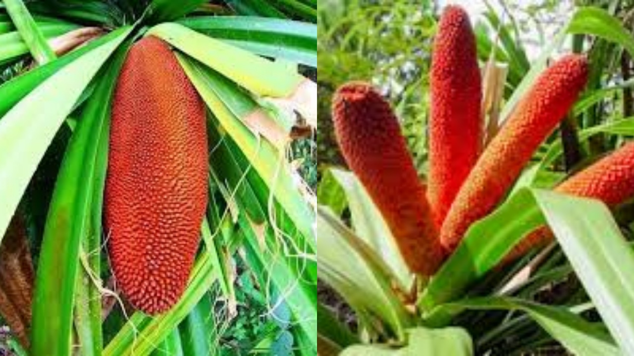 Jarang Diketahui Teryata Ini Guys Manfaat Buah Merah Untuk Kesehatan Tubuh!