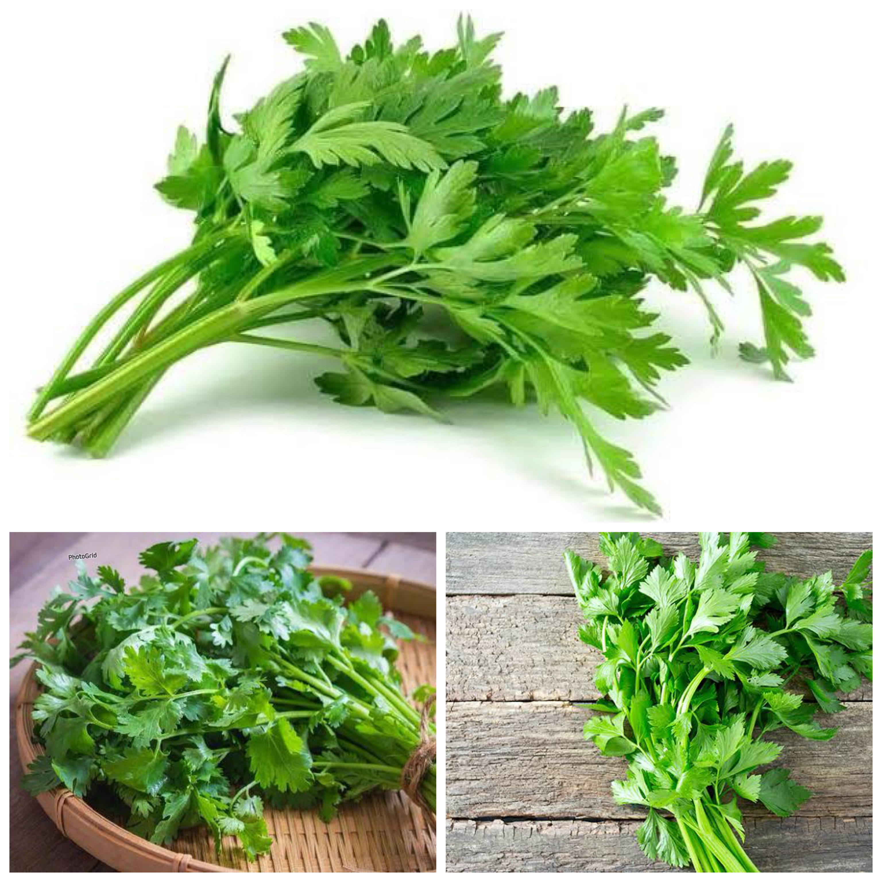 Rahasia Sehat dari Dapur: Manfaat Daun Seledri bagi Kesehatan Tubuh yang Jarang Diketahui!