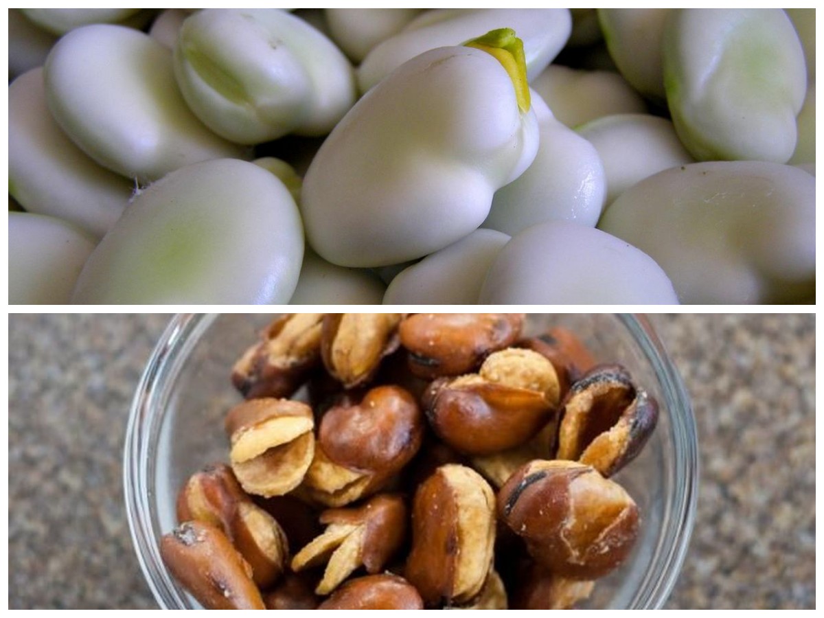 Rahasia Kacang Koro: Lima Manfaat Penting untuk Kesehatan yang Wajib Kamu Tahu