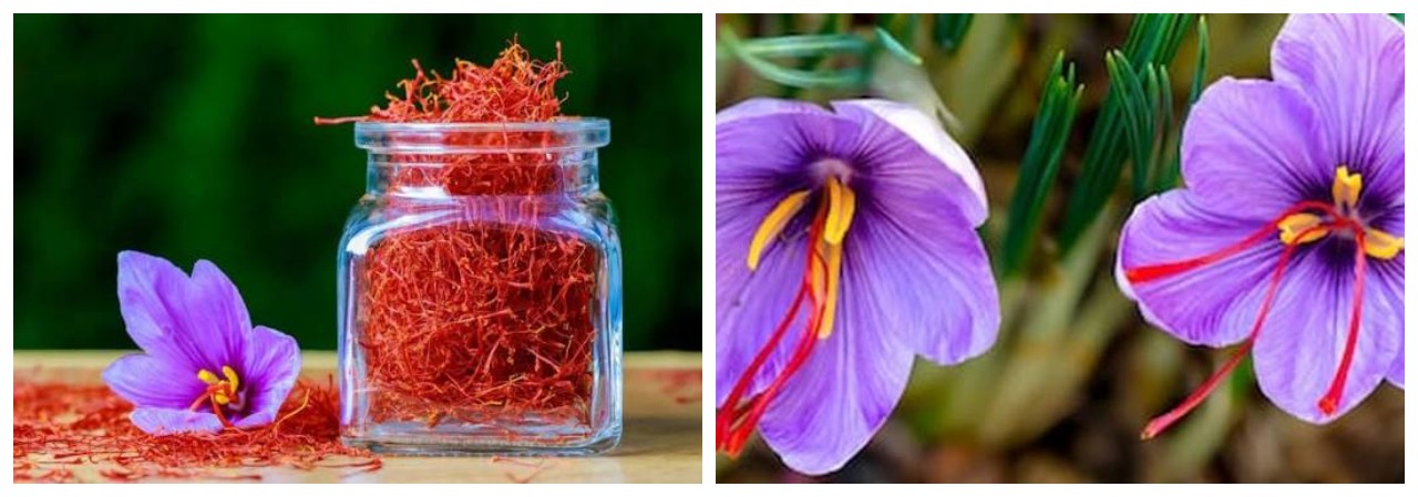 8 Manfaat Saffron untuk Kesehatan Tubuh