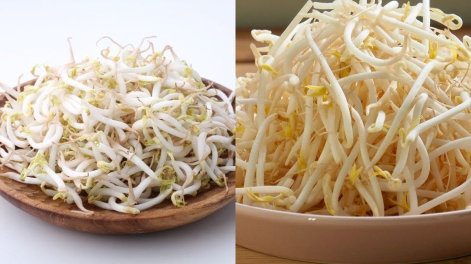 Inilah Nilai Gizi Dan Manfaat Toge Untuk Kesehatan Yang Perlu Kalian Ketahui! 