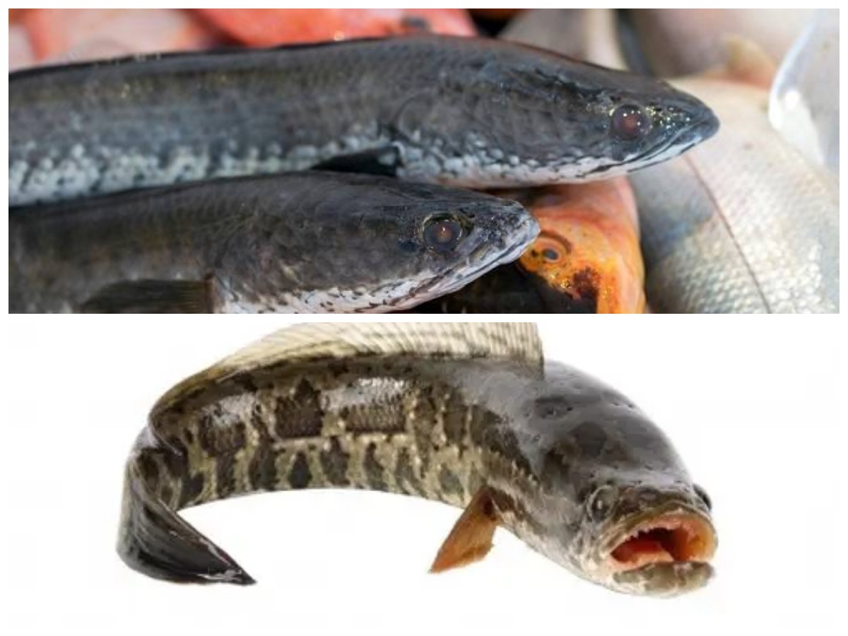 Manfaat Ikan Gabus bagi Kesehatan Seluruh Keluarga, Termasuk Ibu Hamil