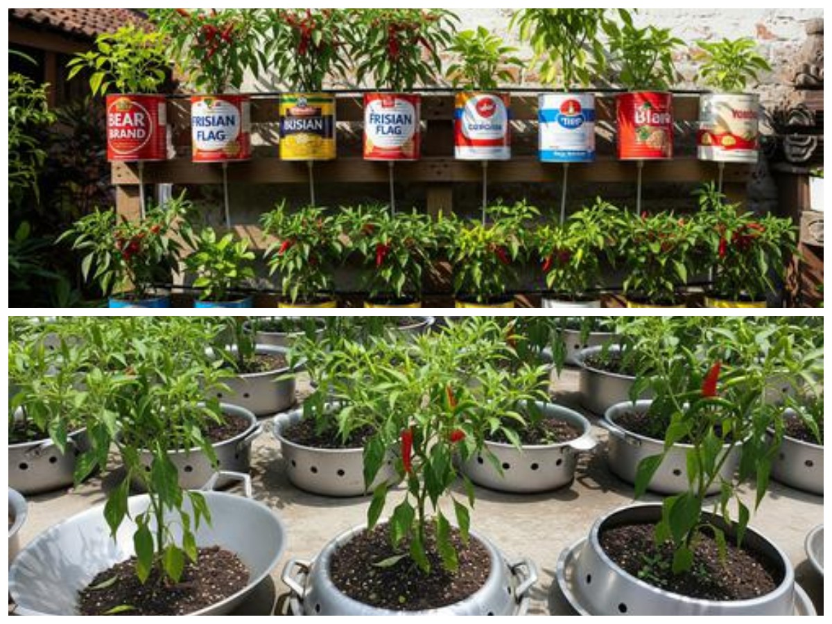 Kreatif dan Hemat! Manfaatkan Thinwall Bekas untuk Menanam Cabai Sendiri