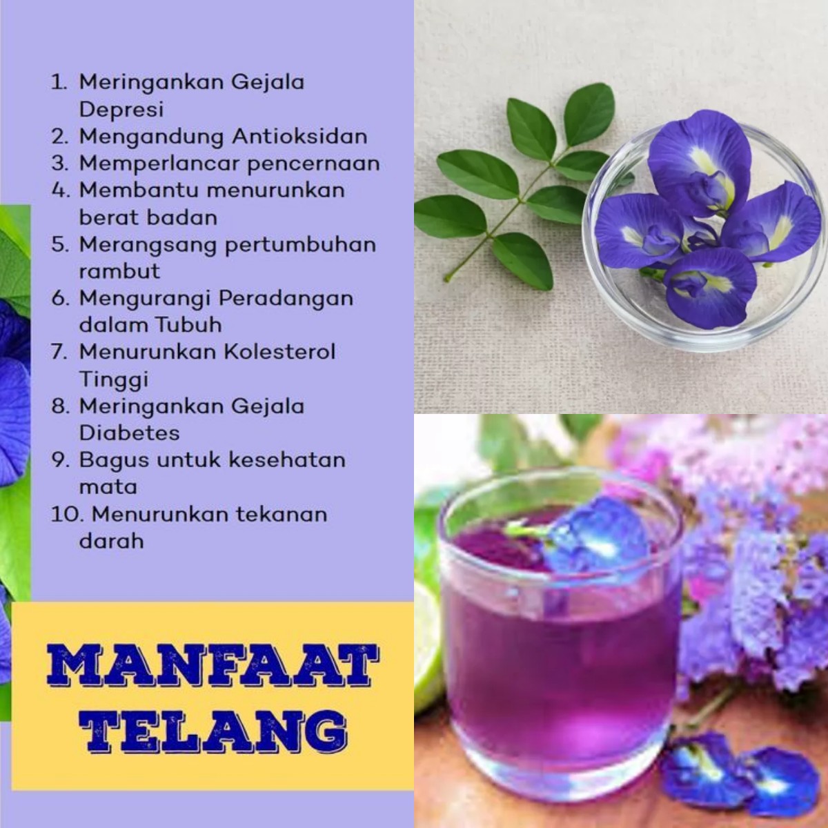 Mau Kulit Lebih Sehat dan Otak Tajam? Coba Manfaat Bunga Telang!