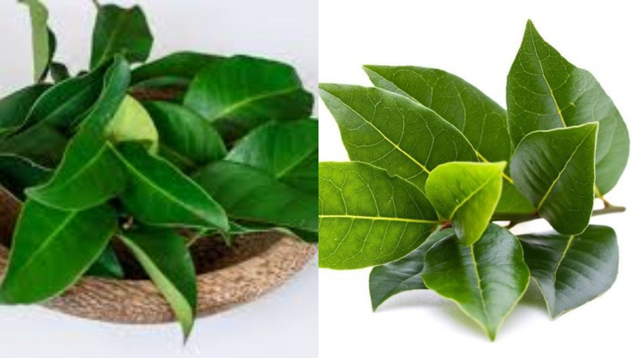 Inilah Manfaat Daun Salam bagi Kesehatan, Yang Wajib Kalian Pelajari!