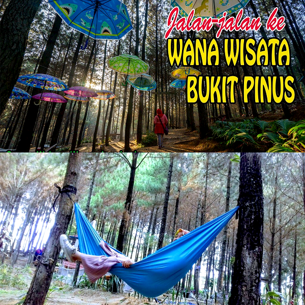 Seru dan Asik! Menjelajahi Keelokan Bukit Pinus Wonosalam: Destinasi Wisata Wajib Dikunjungi