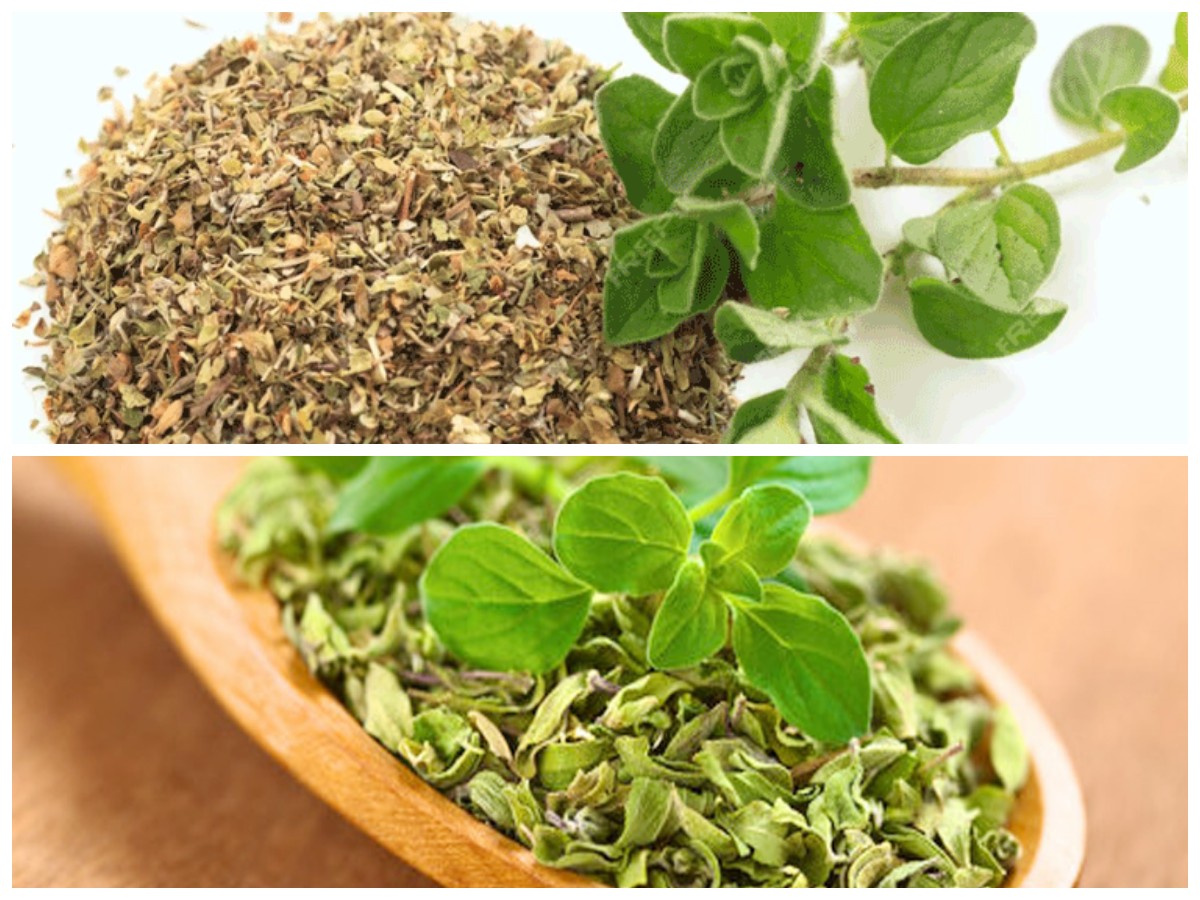 Oregano, Tanaman Langka dengan Segudang Khasiat Kesehatan yang Wajib Anda Ketahui!