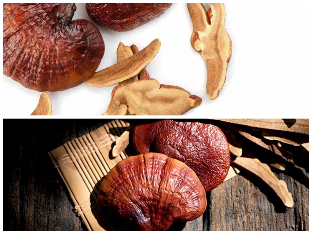 Lebih dari Sekadar Bahan Masakan: 5 Manfaat Jamur Ganoderma untuk Tubuh