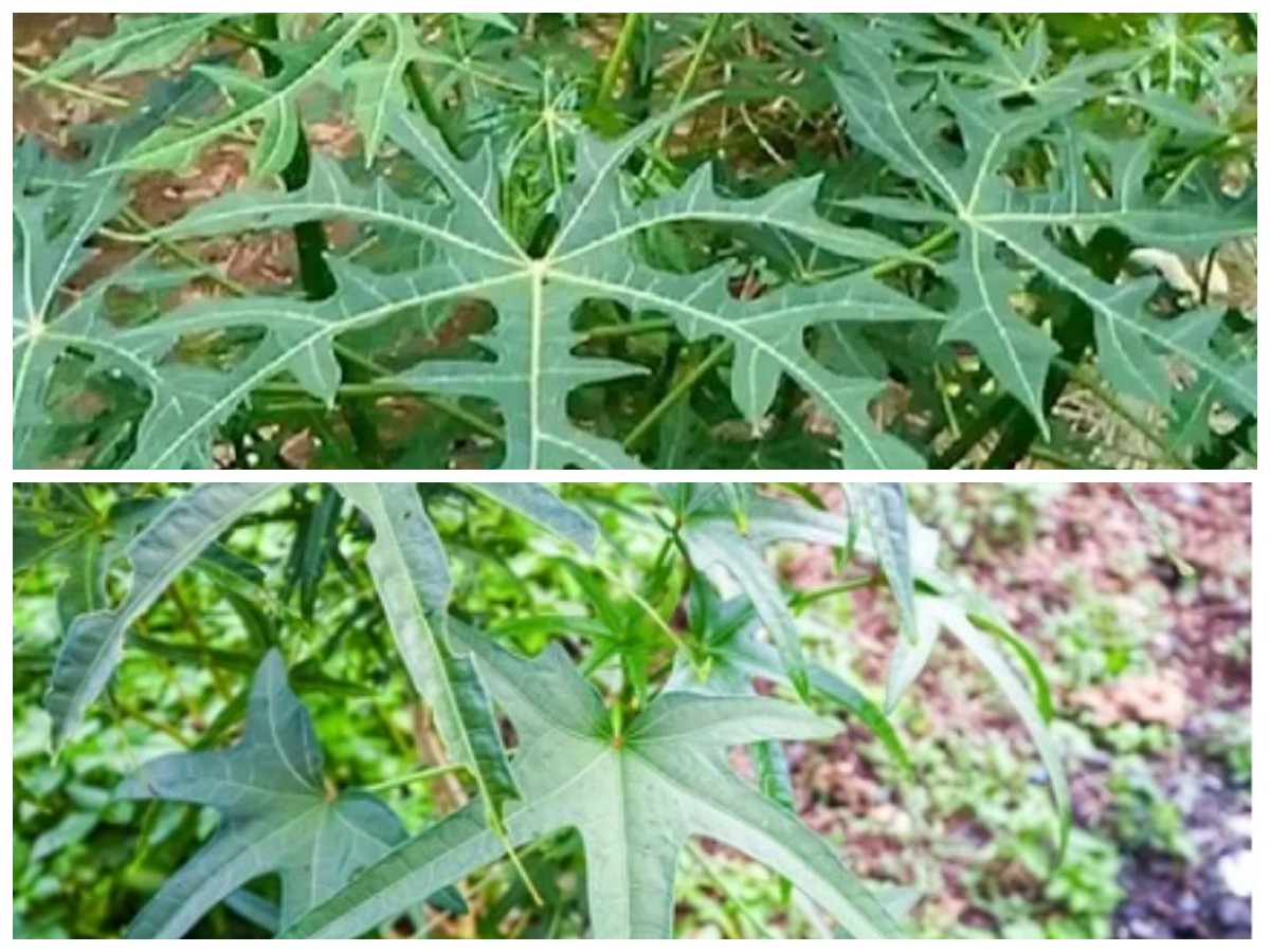 4 Khasiat Daun Gedi untuk Kesehatan: Sayur Tradisional Penuh Manfaat