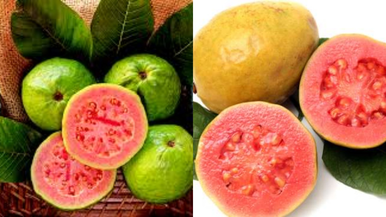 Wajib Tahu Ini 7 Manfaat Jambu Biji bagi Kesehatan Tubuh!