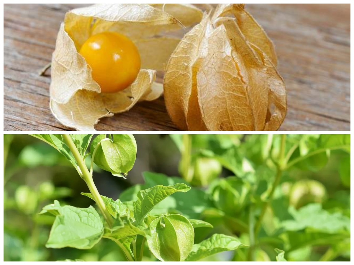 Manfaat Buah Ciplukan untuk Tubuh dan Cara Mudah Mengonsumsinya