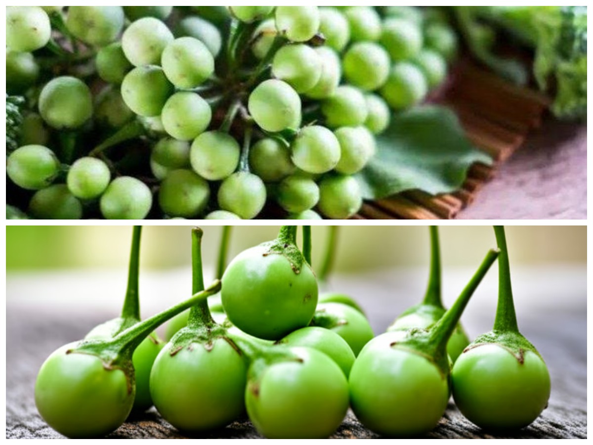 Kaya Nutrisi! Inilah Manfaat Buah Rimbang untuk Kesehatan dan Cara Mengolahnya