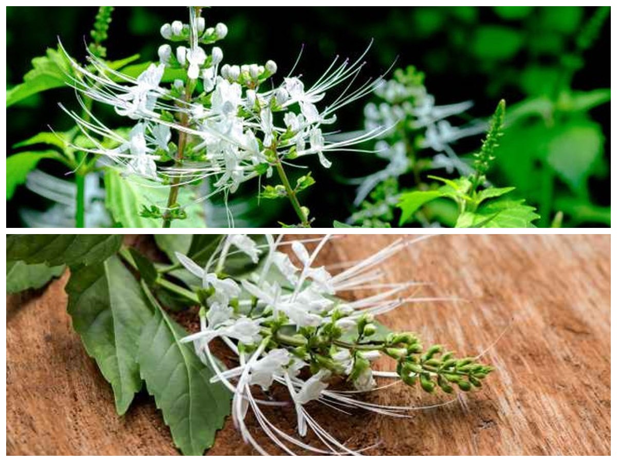 9 Khasiat Tanaman Kumis Kucing untuk Kesehatan, Jarang Diketahui Banyak Orang
