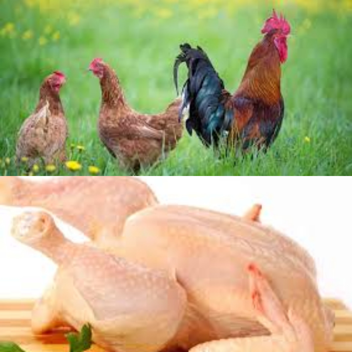  Manfaat Daging Ayam Kampung bagi Kesehatan, Lebih Sehat dan Penuh Protein!